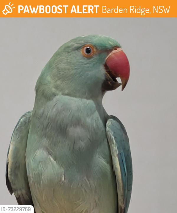 Found/Stray Unknown Bird last seen Barden Ridge, Barden Ridge, NSW 2234