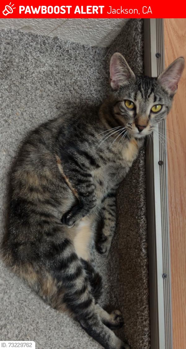Lost Female Cat last seen Argonaut highschool, Jackson, CA 95642