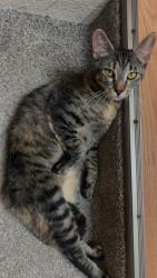 Lost Female Cat last seen Argonaut highschool, Jackson, CA 95642