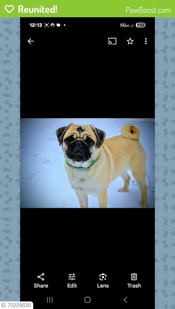 Reunited Female Dog last seen Pacific way, and Pacific terrace, Longview, WA 98632