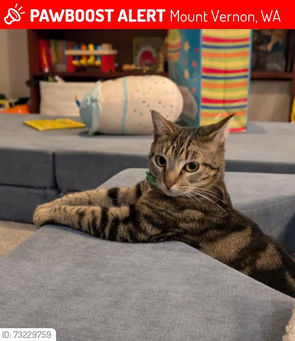Lost Female Cat last seen College Way, Hawthorne Cemetary, Mount Vernon, WA 98273