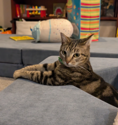 Lost Female Cat last seen College Way, Hawthorne Cemetary, Mount Vernon, WA 98273