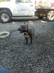 Found/Stray Male Dog last seen E waddell and harvard, Cambridge, MA 02138