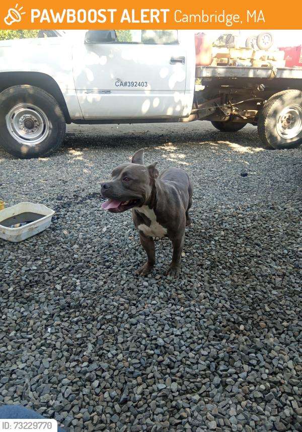 Found/Stray Male Dog last seen E waddell and harvard, Cambridge, MA 02138