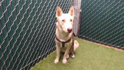 Shelter Stray Male Dog last seen , 11258 Garfield Ave, Downey, CA 90242, USA
