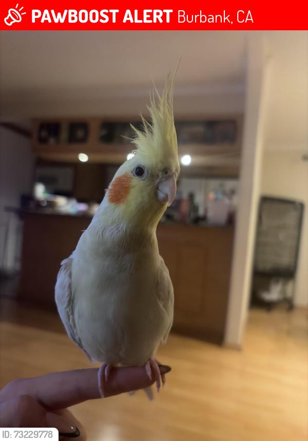 Lost Male Bird last seen Near S Bel Aire, Burbank, CA 91501