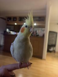 Lost Male Bird last seen Near S Bel Aire, Burbank, CA 91501
