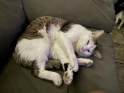 Reunited Male Cat last seen Near Garvey Ave, Rosemead, CA 91770, USA, Rosemead, CA 91770
