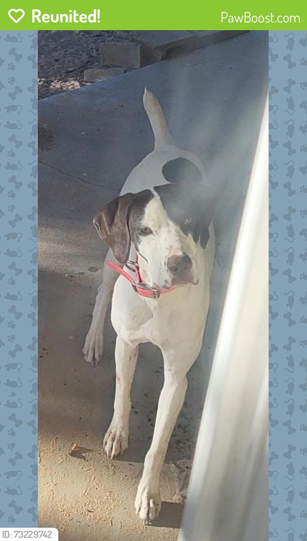 Reunited Female Dog last seen Powhatan and Iroquois, Apple Valley, CA 92308