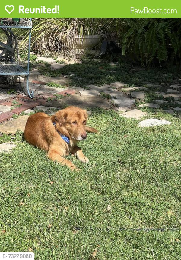Reunited Male Dog last seen Madison Street between Beauregard and Sheridan, San Antonio, TX 78204