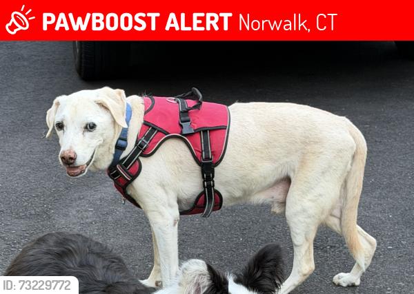 Lost Male Dog last seen Appletree Lane, Norwalk, CT 06850