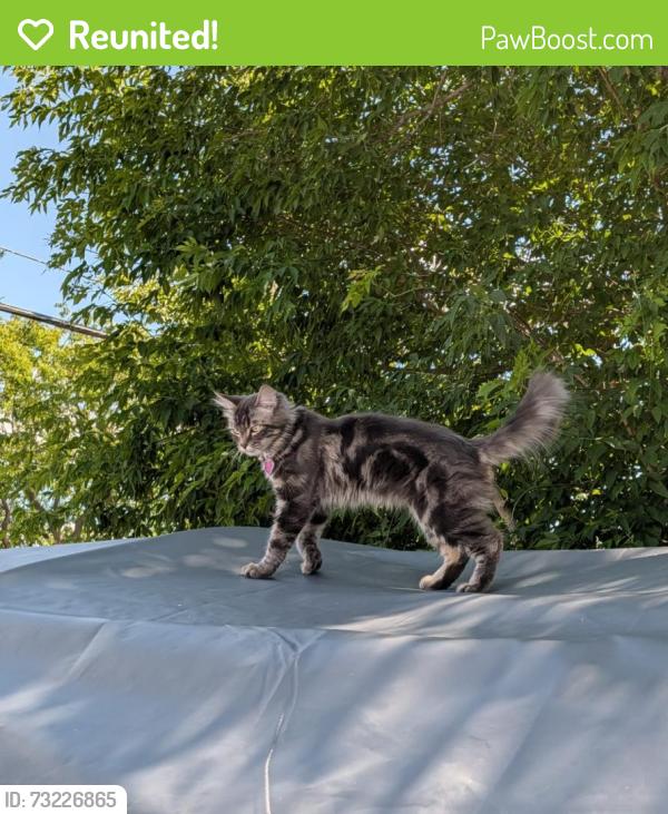 Reunited Female Cat last seen Near 119 St NW, Edmonton, AB T5E 5M6, Канада, Edmonton, AB T5E 5M6