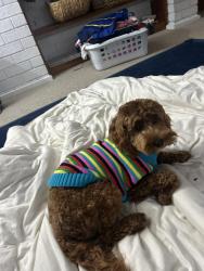 Reunited Female Dog last seen Underground Winery, Mount Eliza, VIC 3930