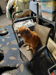 Reunited Male Dog last seen Mango and Summit, West Palm Beach, FL 33415