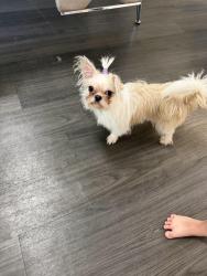 Lost Female Dog last seen Near, Jacksonville, FL 32210