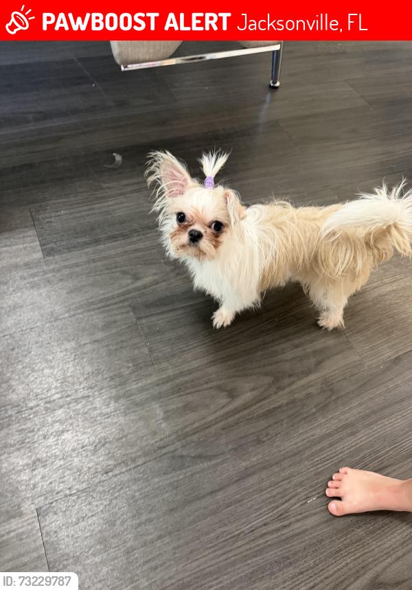 Lost Female Dog last seen Near, Jacksonville, FL 32210