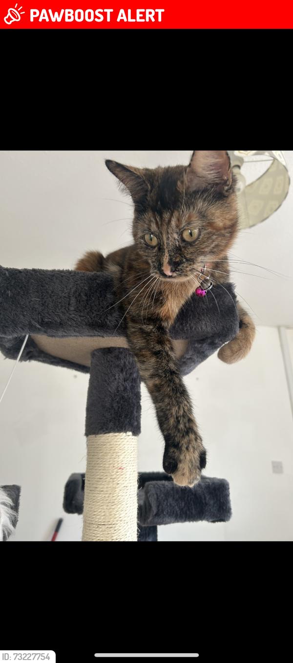 Lost Female Cat last seen Rosemary street, Nottinghamshire, England 