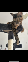 Lost Female Cat last seen Rosemary street, Nottinghamshire, England 