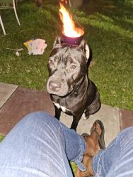 Reunited Female Dog last seen Mango and Summit, West Palm Beach, FL 33415