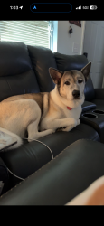 Lost Female Dog last seen Disston ave and east highland ave, Clermont, FL 34711