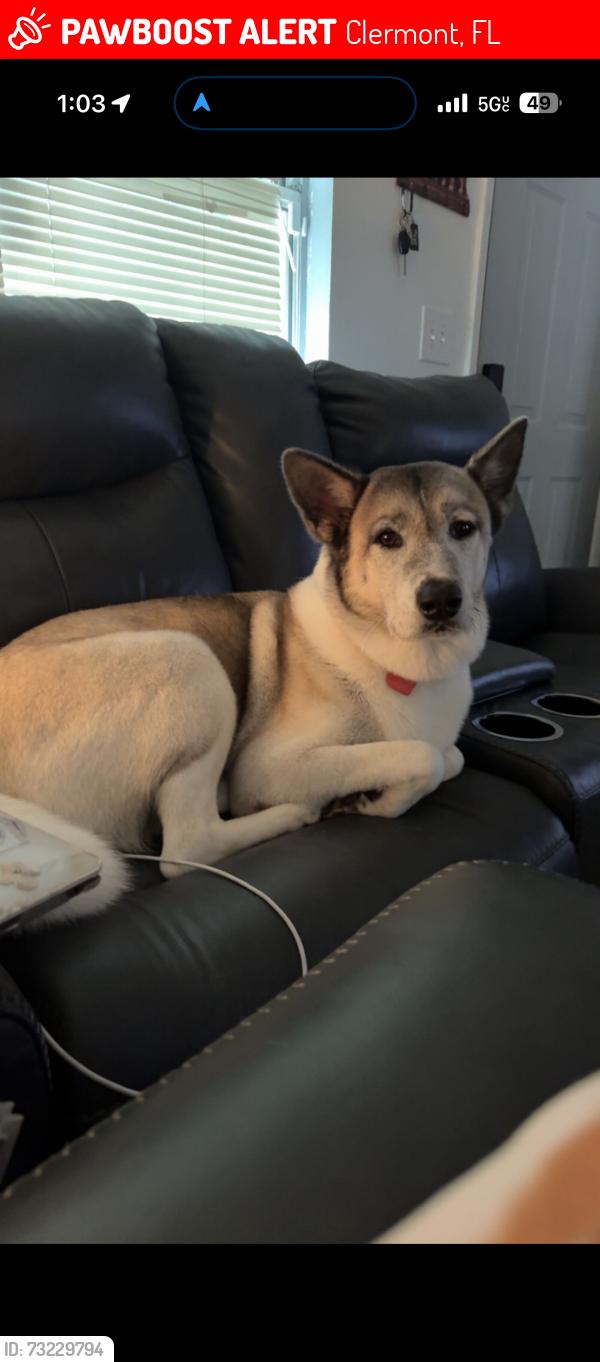 Lost Female Dog last seen Disston ave and east highland ave, Clermont, FL 34711