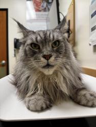Lost Male Cat last seen Near Microsoft campus, Bellevue, WA 98007