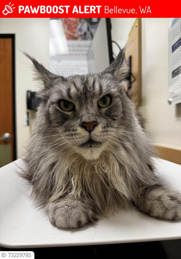 Lost Male Cat last seen Near Microsoft campus, Bellevue, WA 98007