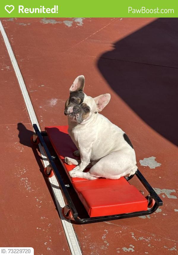 Reunited Male Dog last seen Hollywood/Charleston, Las Vegas, NV 89110