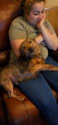Lost Male Dog last seen Near leisure place (it’s a community), Lakeland, FL 33801