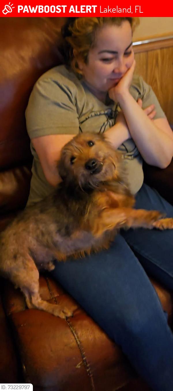 Lost Male Dog last seen Near leisure place (it’s a community), Lakeland, FL 33801