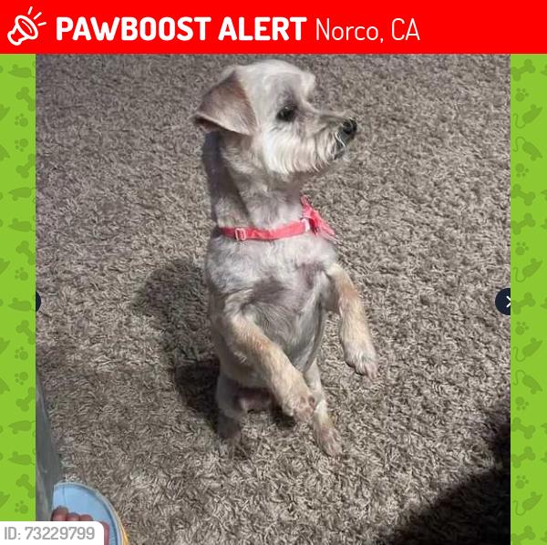 Lost Female Dog last seen Crestview & Paint NORCO CA, Norco, CA 92860