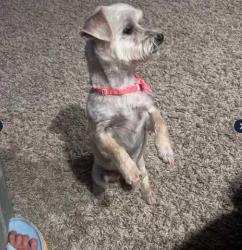 Lost Female Dog last seen Crestview & Paint NORCO CA, Norco, CA 92860