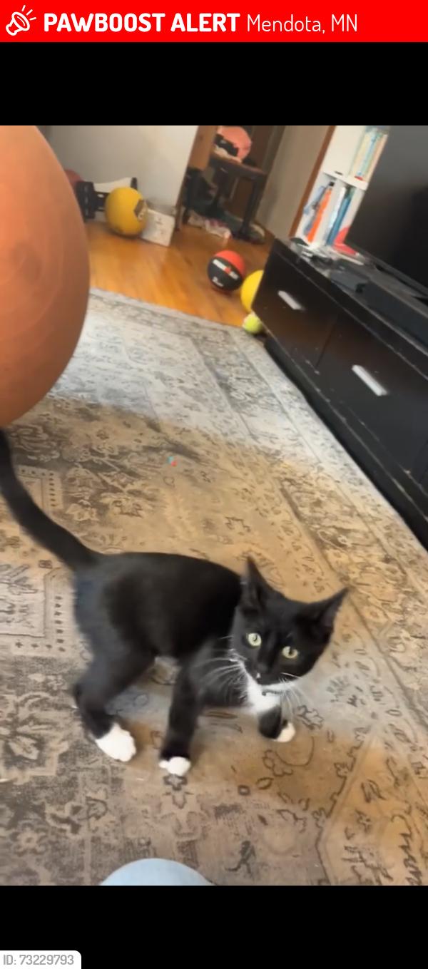 Lost Female Cat last seen Near 1386 D St Saint Paul, MN 55120 United States, Mendota, MN 55120