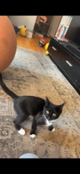 Lost Female Cat last seen Near 1386 D St Saint Paul, MN 55120 United States, Mendota, MN 55120