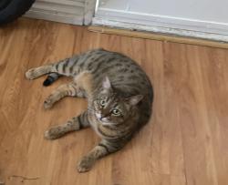 Reunited Female Cat last seen Rosecrans Ave, Manhattan Beach, CA 90266