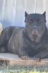 Lost Female Dog last seen Odessa tx, Odessa, TX 79761