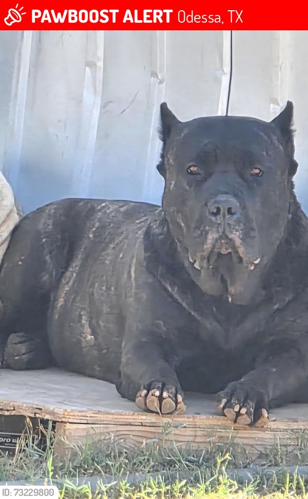 Lost Female Dog last seen Odessa tx, Odessa, TX 79761