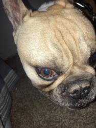 Lost Male Dog last seen Main street, Hesperia, CA 92345