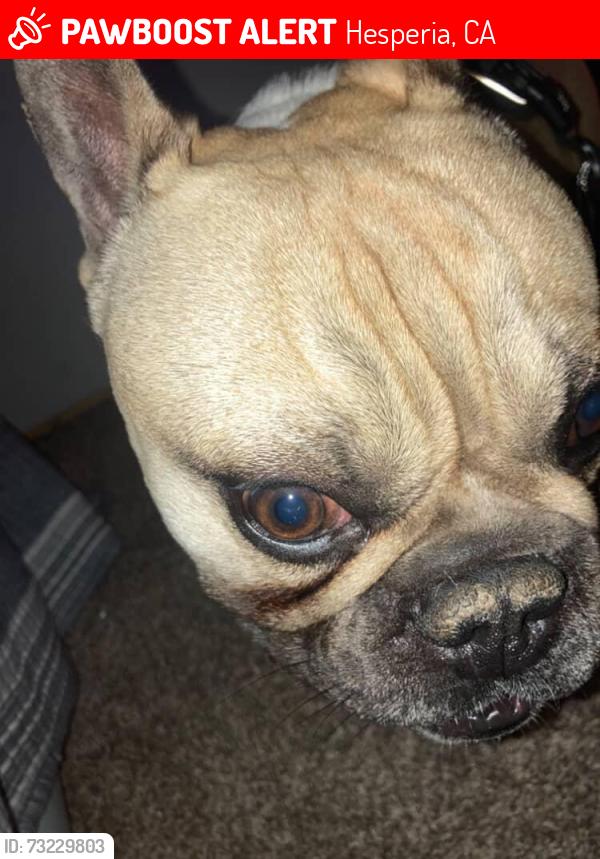 Lost Male Dog last seen Main street, Hesperia, CA 92345
