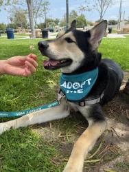 Shelter Stray Female Dog last seen Near Carlsbad Village Drive, Carlsbad, CA, 92010, Oceanside, CA 92058, USA