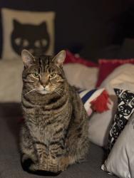 Lost Male Cat last seen Behind Topps Tiles on the Old Shoreham Road, Southwick, England 