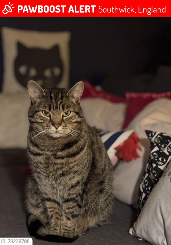 Lost Male Cat last seen Behind Topps Tiles on the Old Shoreham Road, Southwick, England 