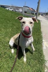 Shelter Stray Female Dog last seen Pier View Way, Oceanside, CA, 92054, Oceanside, CA 92058, USA