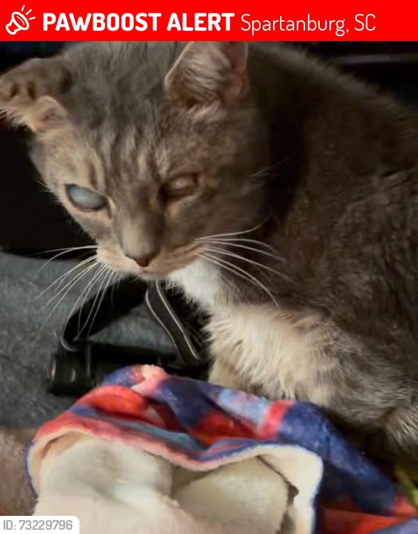 Lost Male Cat last seen Cottonwood trail, Spartanburg, SC 29302
