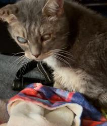 Lost Male Cat last seen Cottonwood trail, Spartanburg, SC 29302