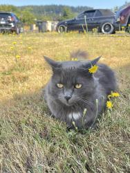 Lost Female Cat last seen Osborn Aquatic Center, Corvallis, OR 97330