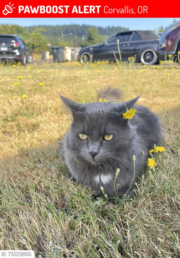 Lost Female Cat last seen Osborn Aquatic Center, Corvallis, OR 97330