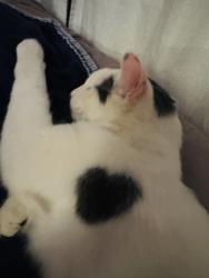 Reunited Male Cat last seen Ottowa/Franceska, Apple Valley, CA 92395