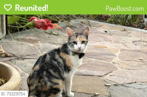 Reunited Unknown Cat last seen Cordilleras Avenue and White Oak Way, San Carlos, CA 94070