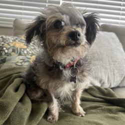 Shelter Stray Female Dog last seen , 361 S Raymond Ave, Pasadena, CA 91105, USA